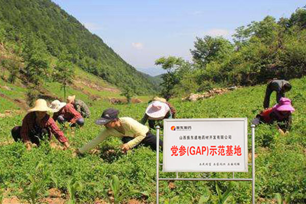 J9集团党参示范基地