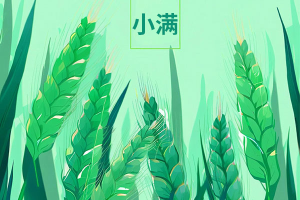 小满,二十四节气,小满物候,小满诗词,小满养生 小满,二十四节气,小满物候,小满诗词,小满养生